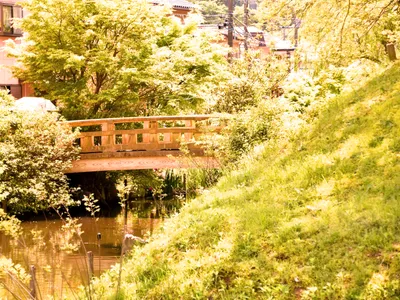緑豊かな小川と日本風の木橋