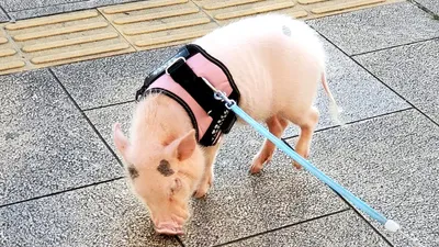 飼い豚・ハラミくん