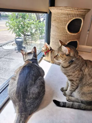 窓辺でくつろぐ三匹の猫たち