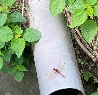 パイプに休む赤トンボ