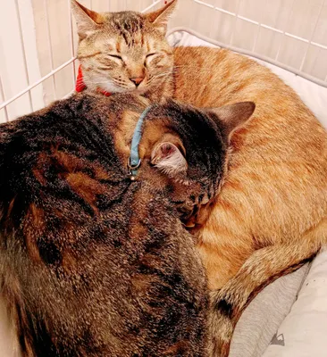 寄り添う猫たちの癒しの瞬間