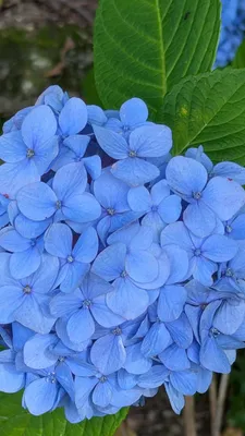 蒼の紫陽花①(縦)