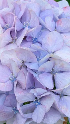 藤色の紫陽花②(縦)