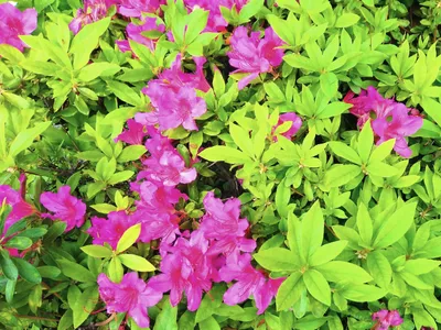 紫色の花