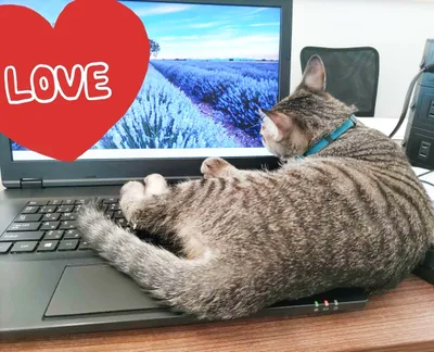 ラベンダー畑に夢中な猫