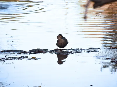 池の浅瀬に立つカルガモ