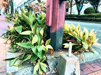 でかい葉