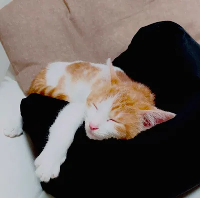 クッションで眠る子猫