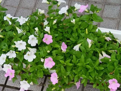 咲いた咲いた