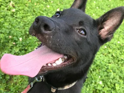 保護犬.動物愛護センター.ボランティア.雑種犬