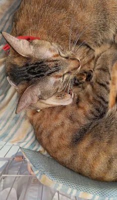 仲良く寄り添う猫たちのひととき