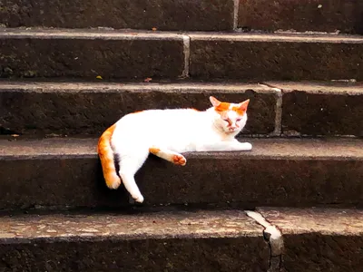 石段で寛ぐ白茶の猫