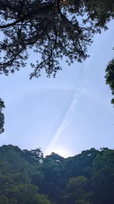 森と虹
