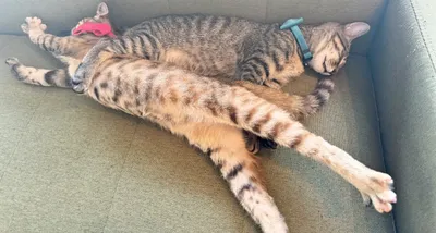 仲良く眠る猫たちのリラックスシーン