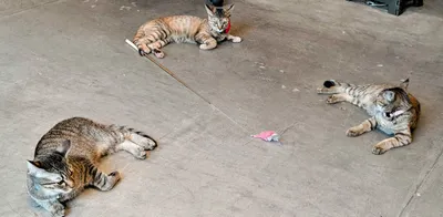 床でくつろぐ三匹の猫たち