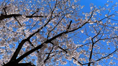 桜咲く